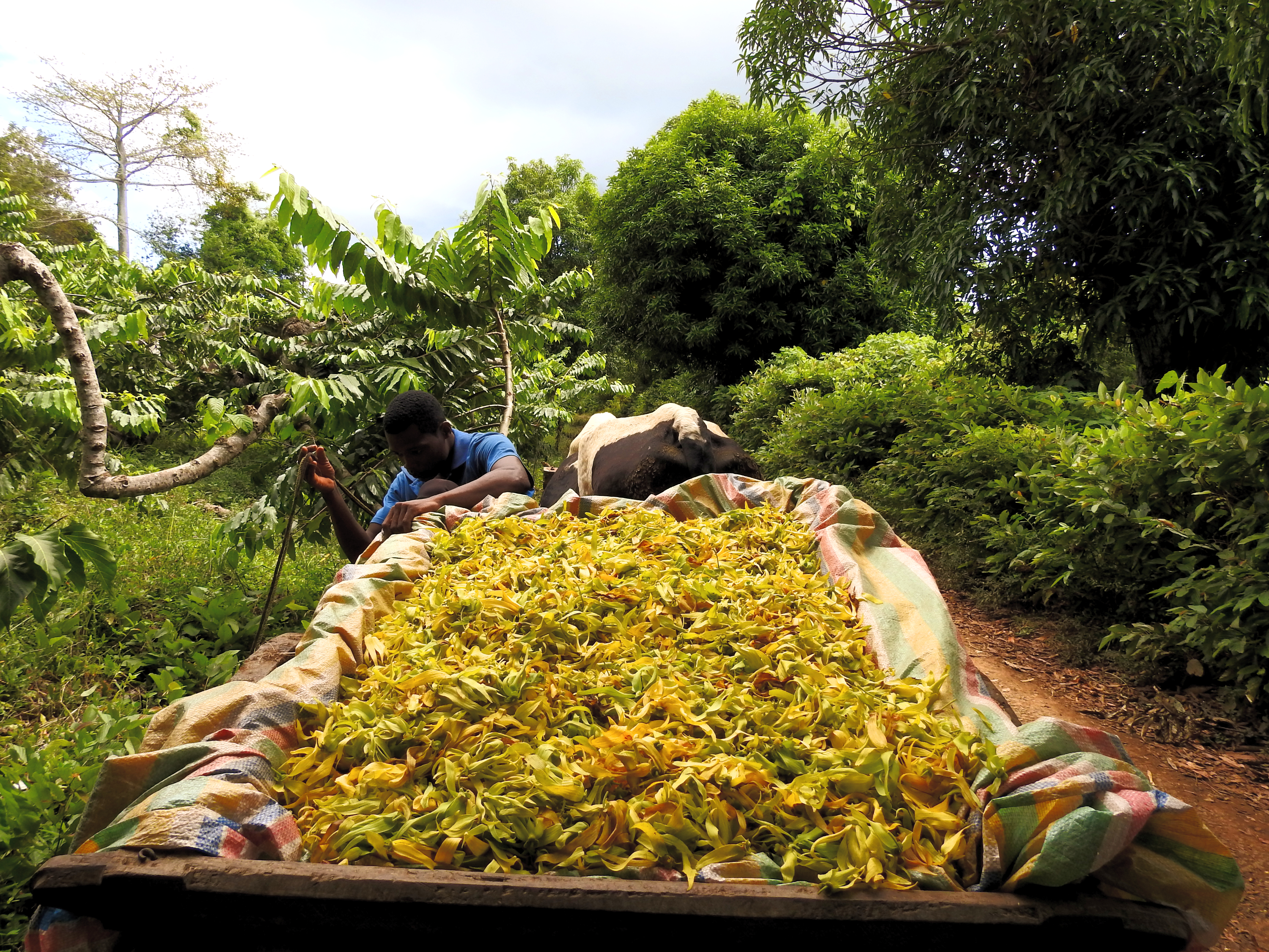 Alambics et savoir-faire artisanal de la distillerie Fleur d'Ylang, Nosy Be